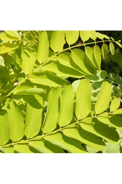 Жовто-зелене листя акації рожевої восени 